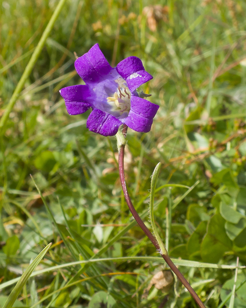 Изображение особи Campanula ciliata.