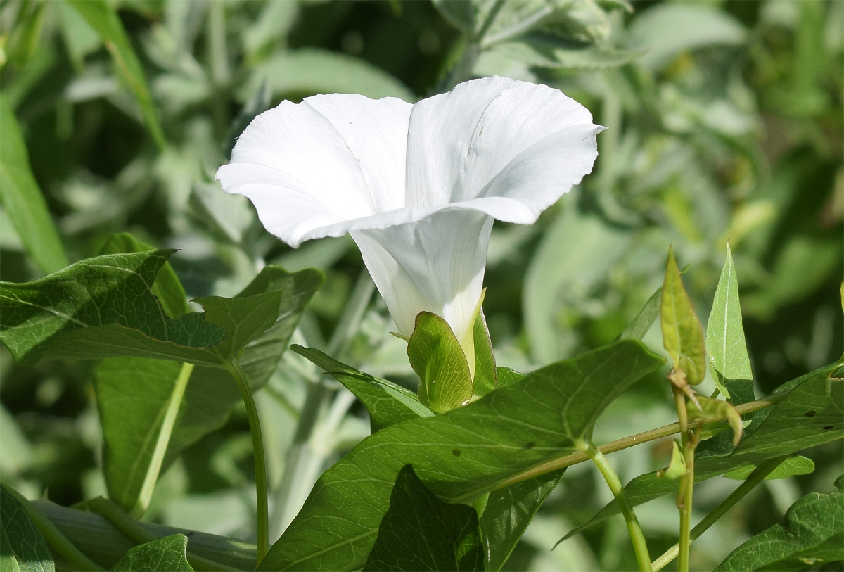 Image of Calystegia sepium specimen.