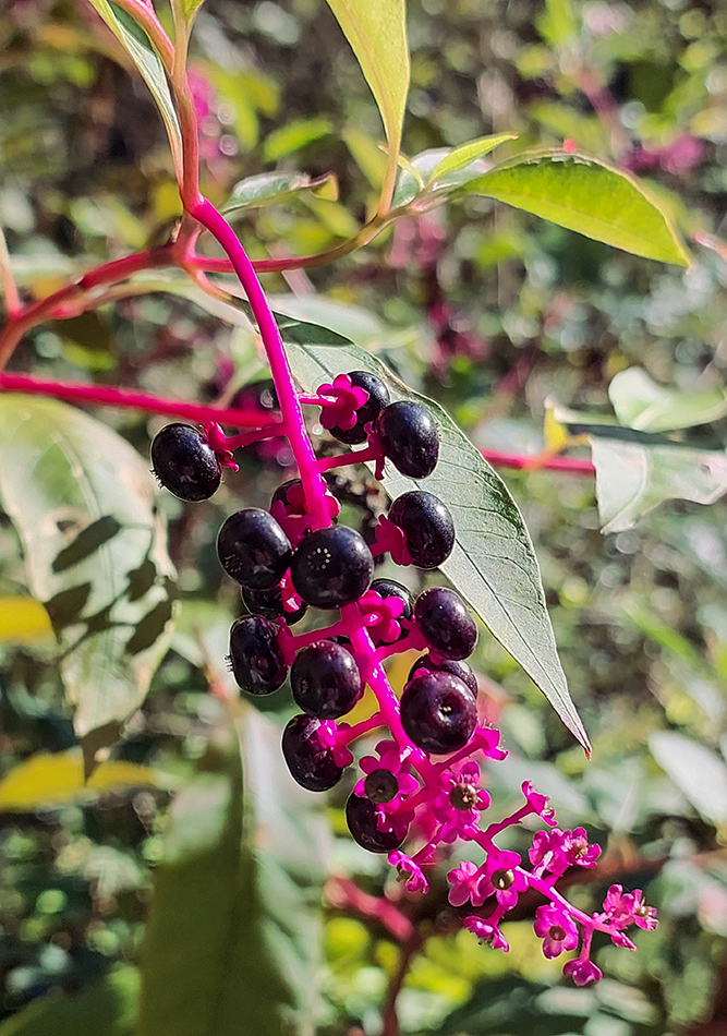 Изображение особи Phytolacca americana.