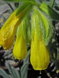 Onosma taurica. Цветки. Южный берег Крыма, окр. пгт Гурзуф, ур. Мертвая долина. 15.05.2007.