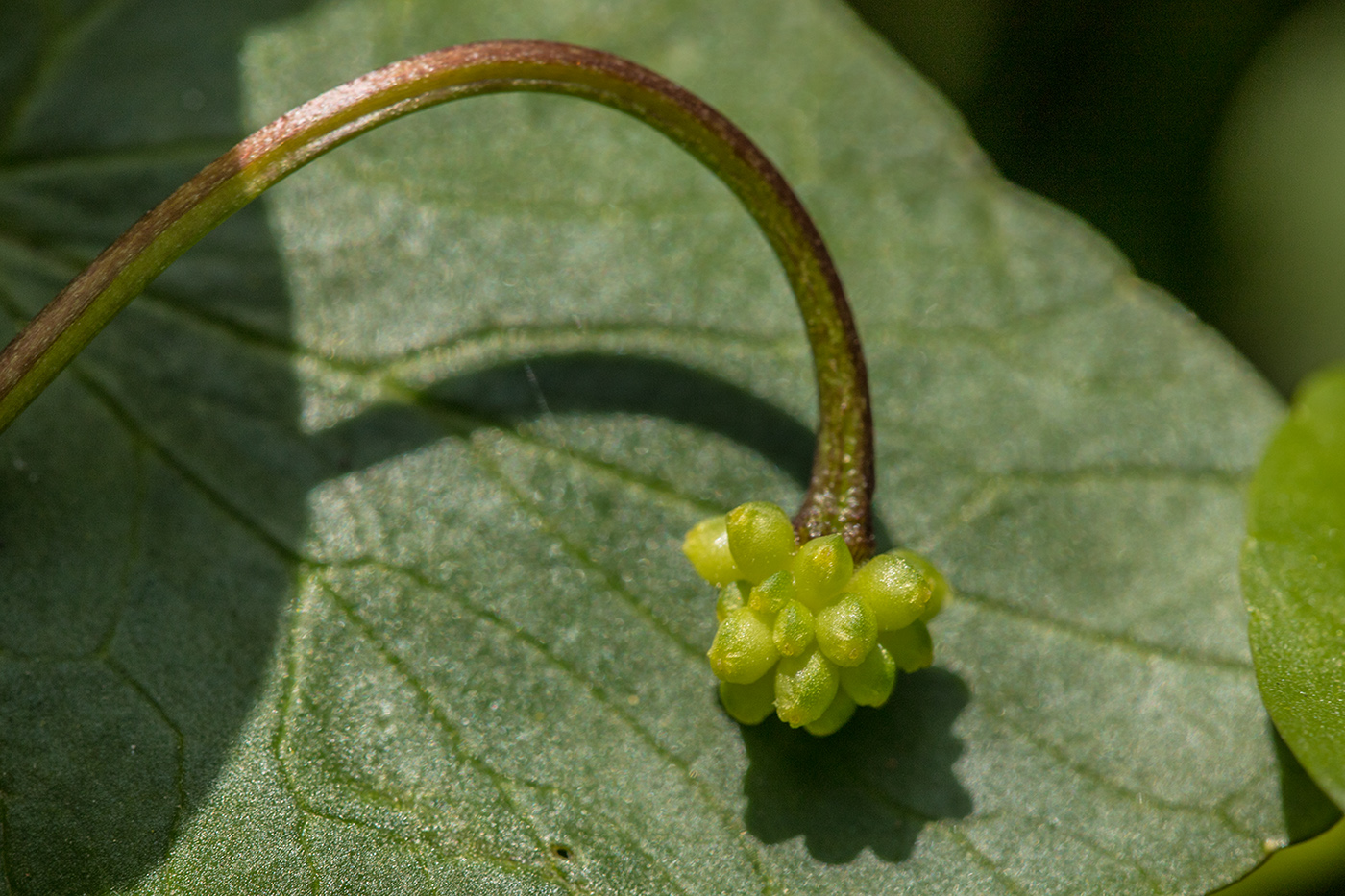 Image of genus Ficaria specimen.