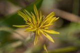 Scorzonera mollis