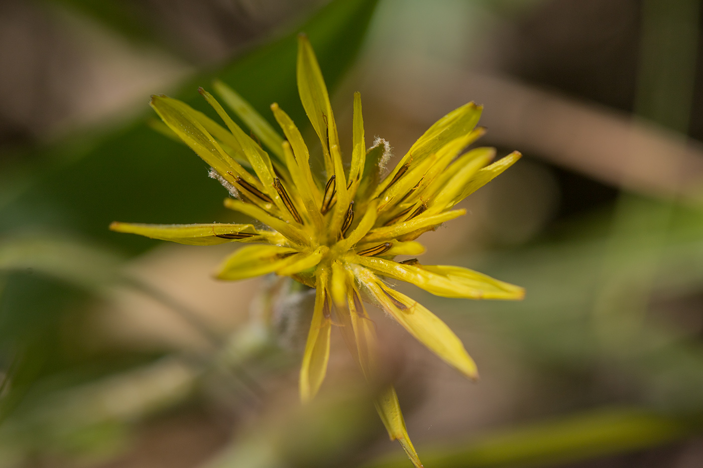 Image of Scorzonera mollis specimen.