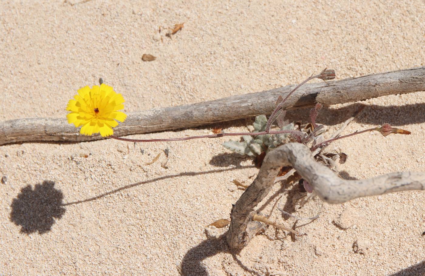 Image of Picris asplenioides specimen.
