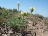 genus Astragalus