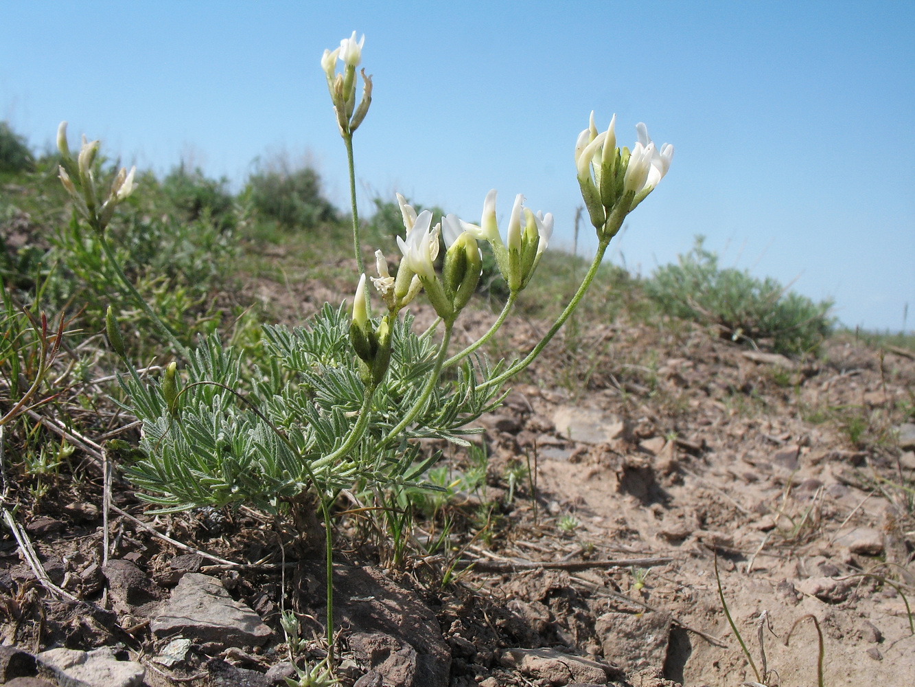 Image of Astragalus kronenburgii specimen.