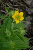Geum urbanum