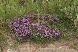Thymus serpyllum