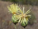 Centaurea salonitana. Соцветия. Крым, Бахчисарайский р-н, 2 км ЮЮЗ с. Плодовое, степь среди палиурусника. 7 июля 2025 г.