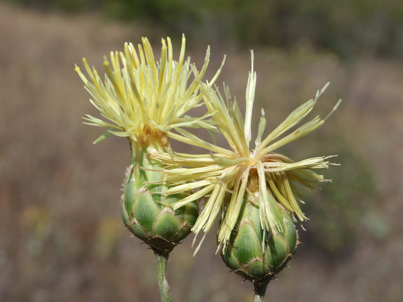 Image of Centaurea salonitana specimen.
