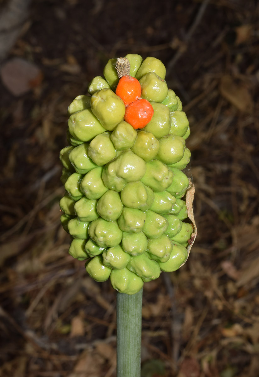 Изображение особи Arum korolkowii.