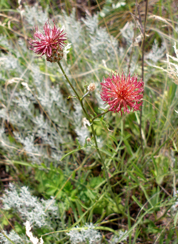 Image of Centaurea rigidifolia specimen.