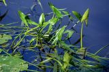 Sagittaria sagittifolia