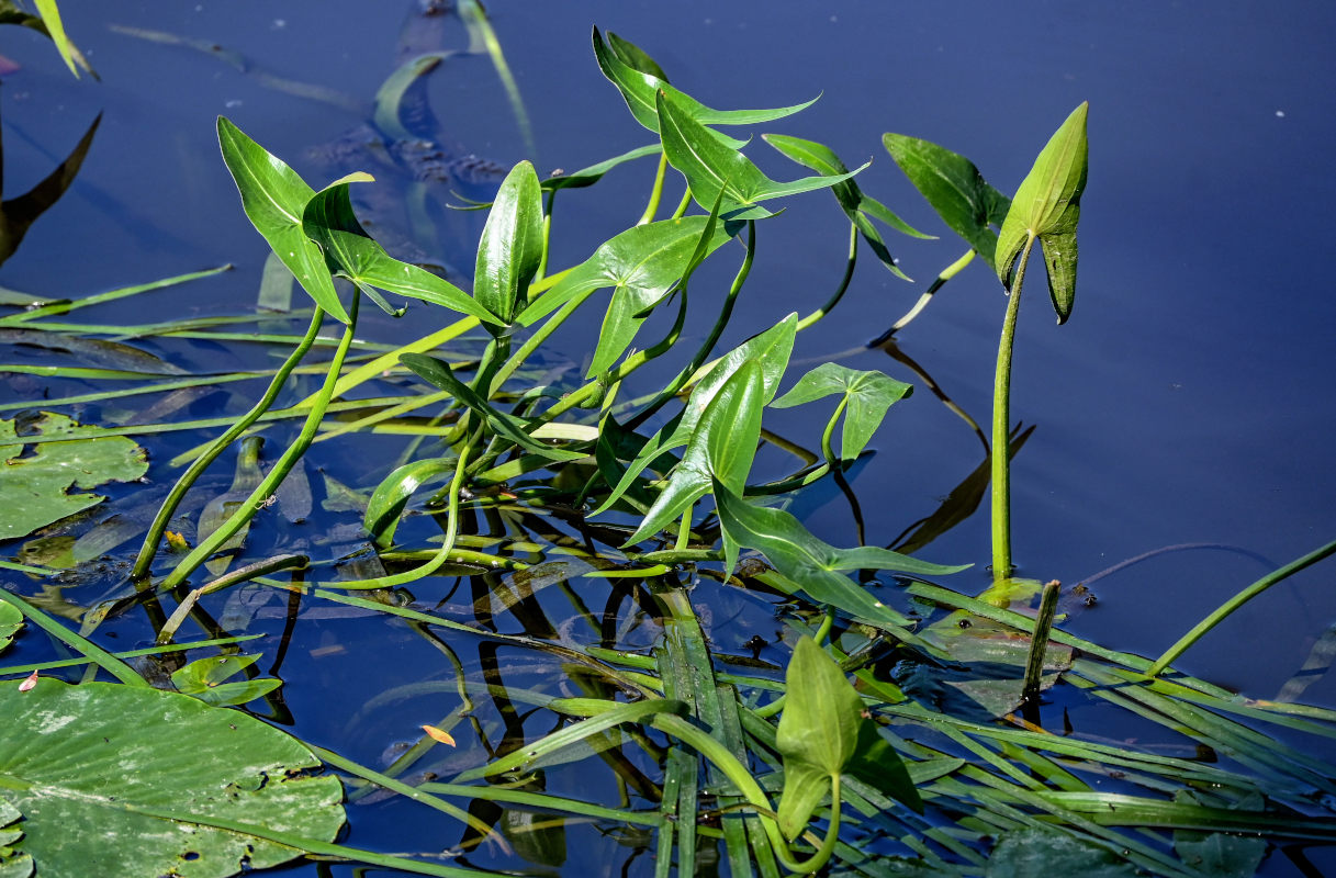 Image of Sagittaria sagittifolia specimen.