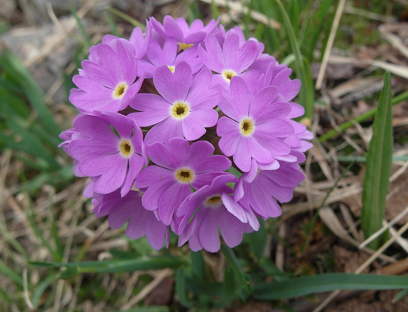 Image of Primula algida specimen.