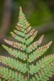 Pteridium pinetorum. Верхушка вайи с поражёнными листочками (нижняя сторона). Калужская обл., Перемышльский р-н, дол. р. Жиздра, сосновый лес. 13.08.2025.