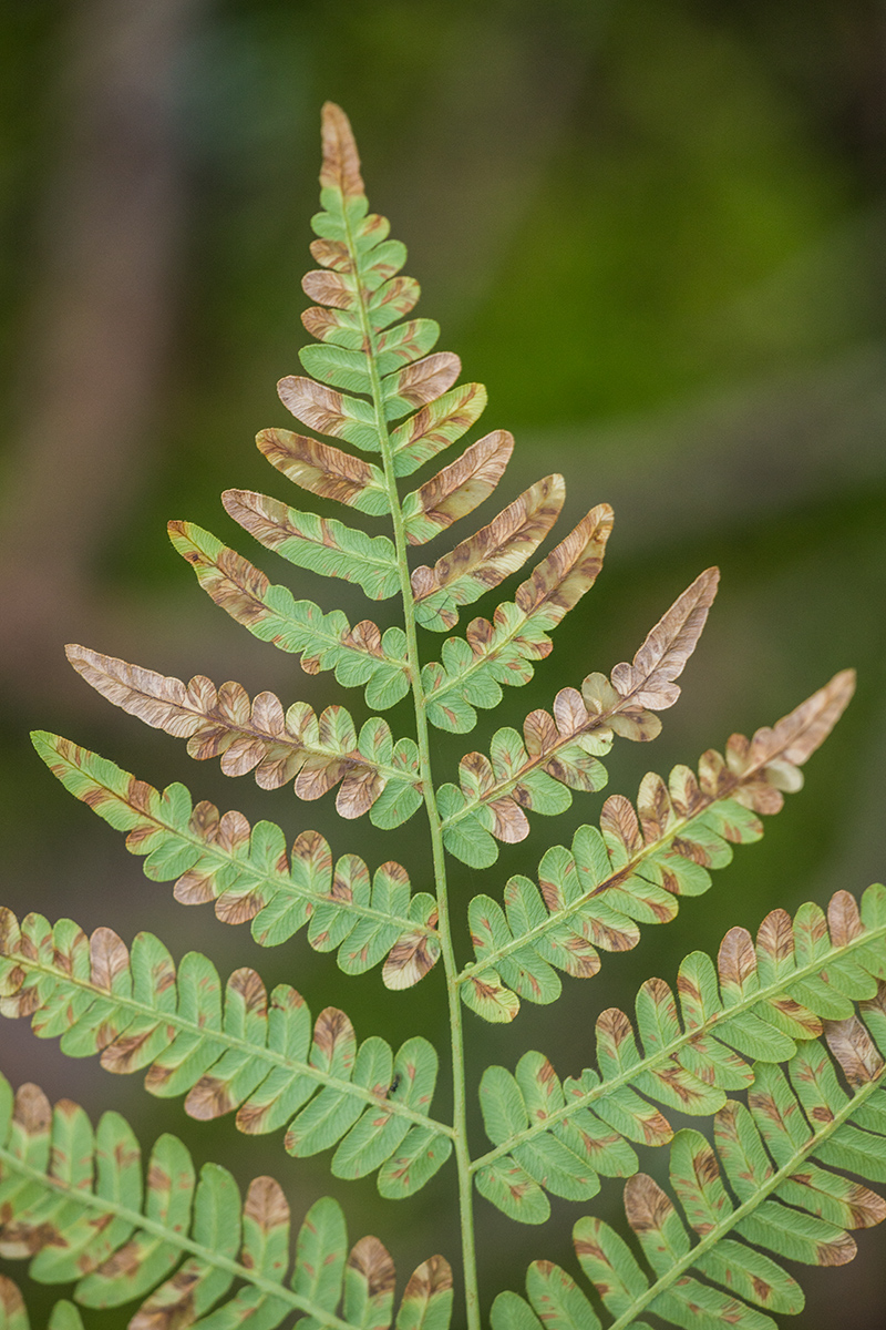 Image of Pteridium pinetorum specimen.