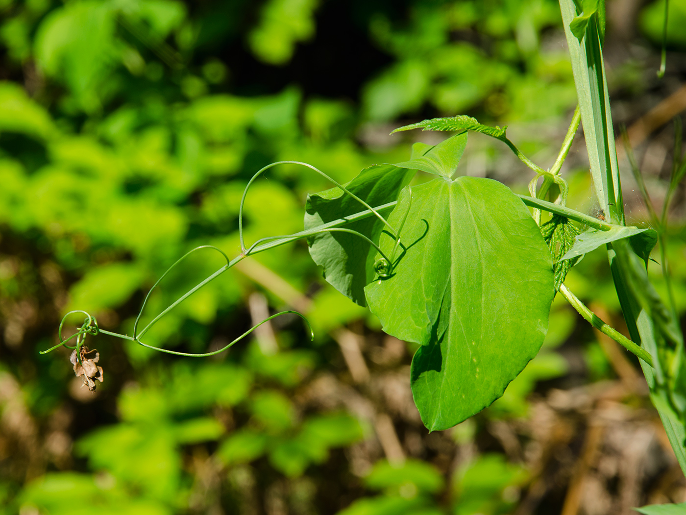 Image of genus Lathyrus specimen.