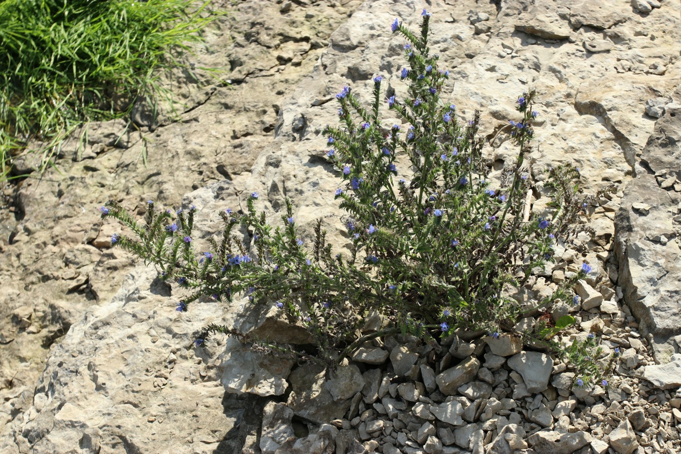 Изображение особи Echium vulgare.
