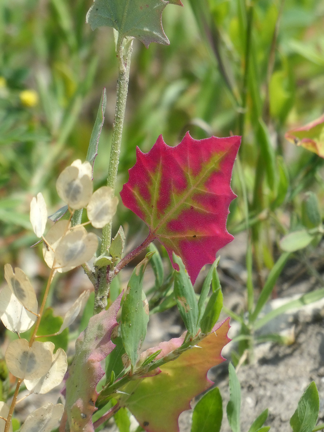 Image of Atriplex hortensis specimen.