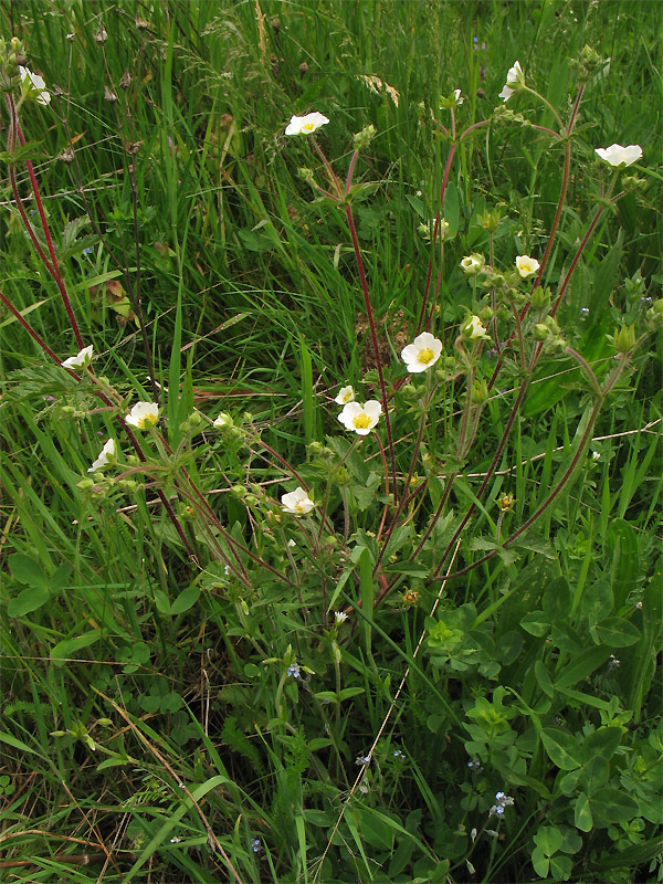 Изображение особи Potentilla rupestris.