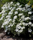 Arenaria montana