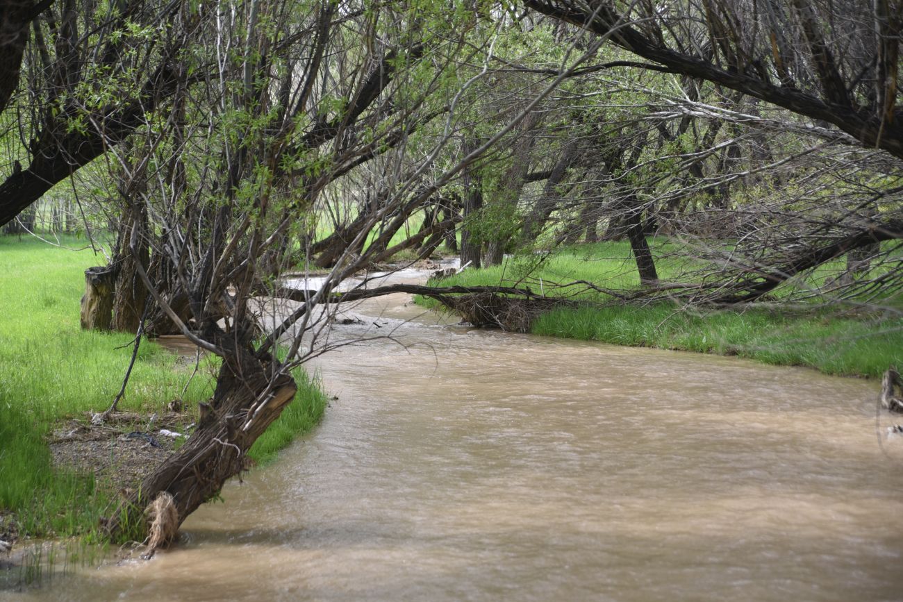 Image of genus Salix specimen.