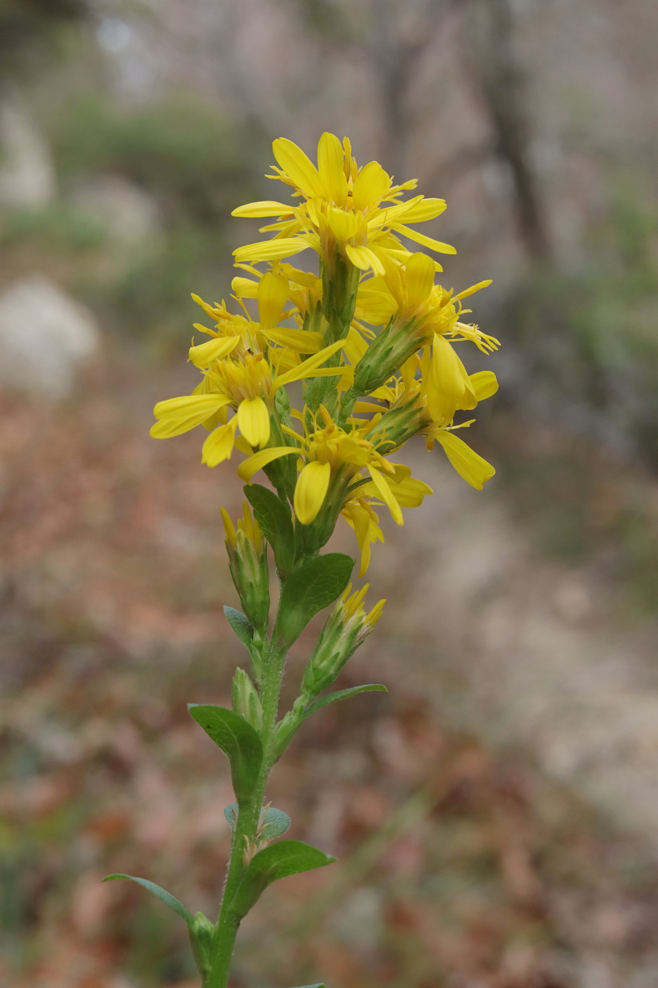 Изображение особи Solidago virgaurea ssp. jailarum.