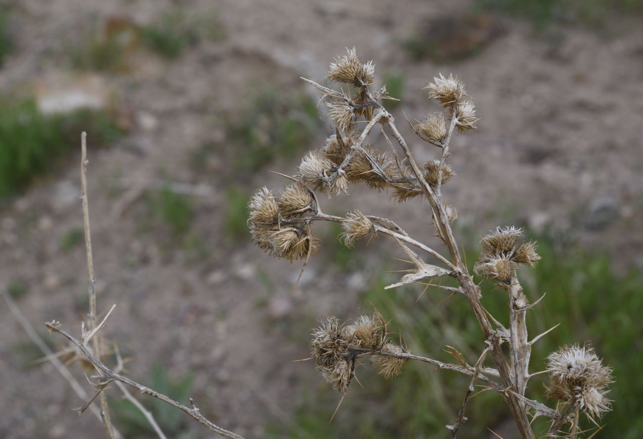 Image of familia Asteraceae specimen.