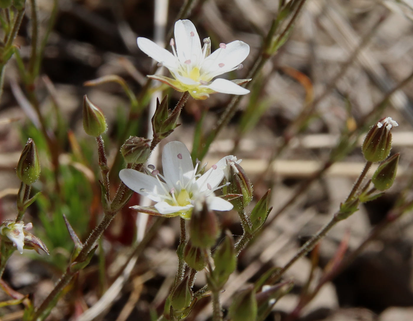 Изображение особи Minuartia oreina.