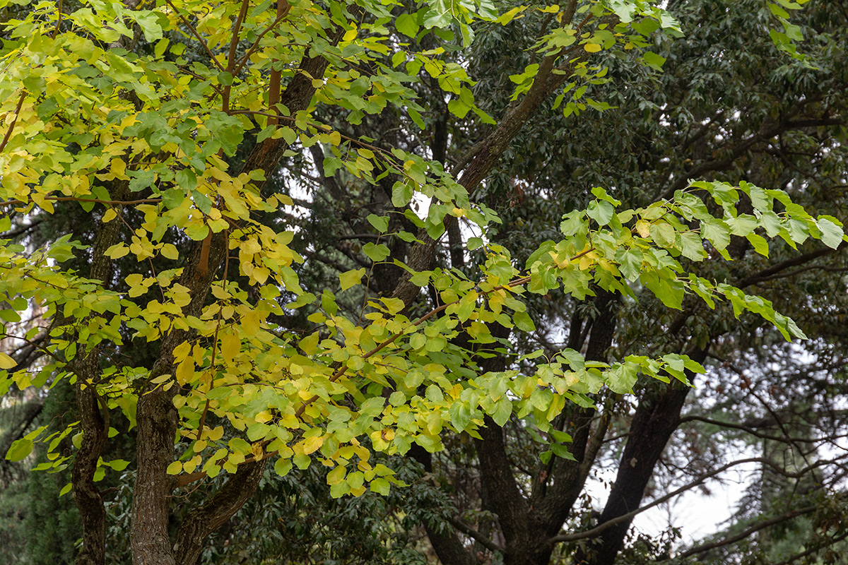 Изображение особи Morus alba.