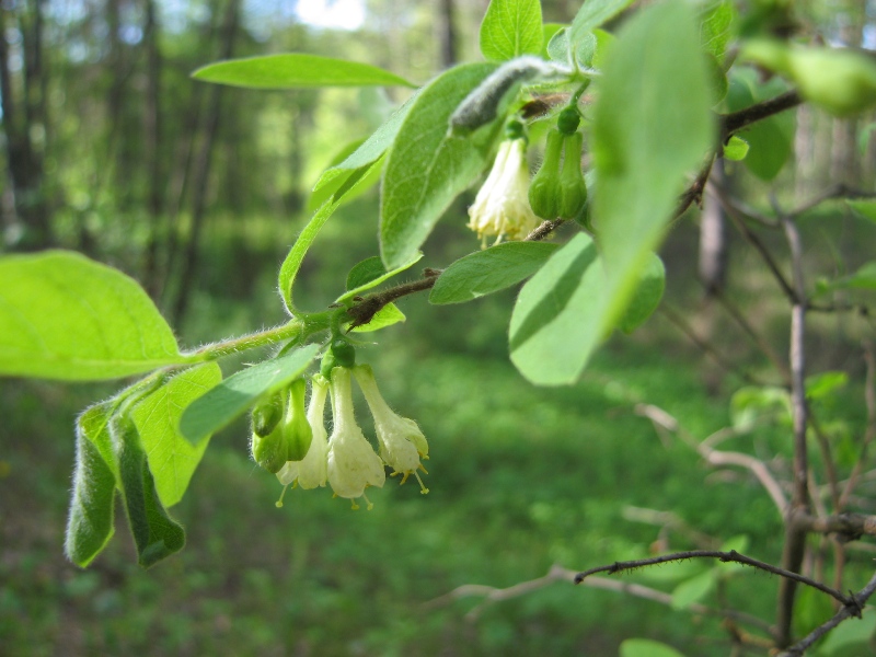 Image of Lonicera pallasii specimen.