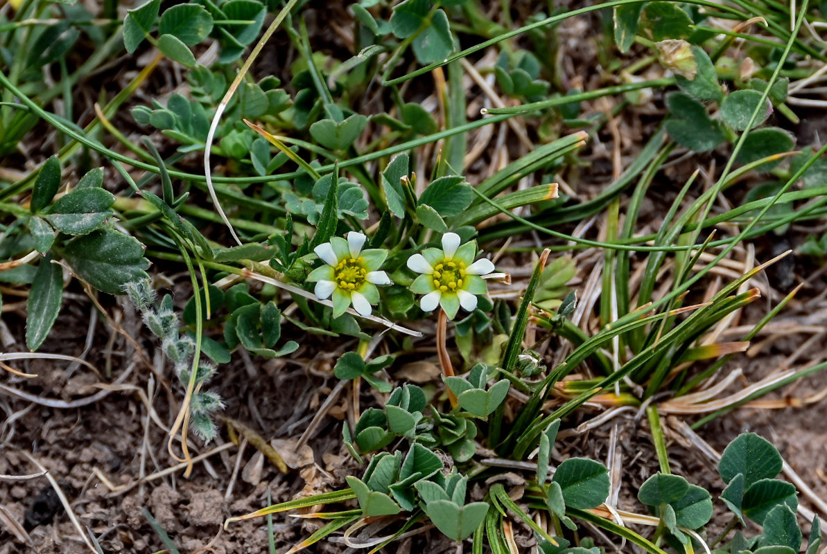Image of Sibbaldianthe adpressa specimen.