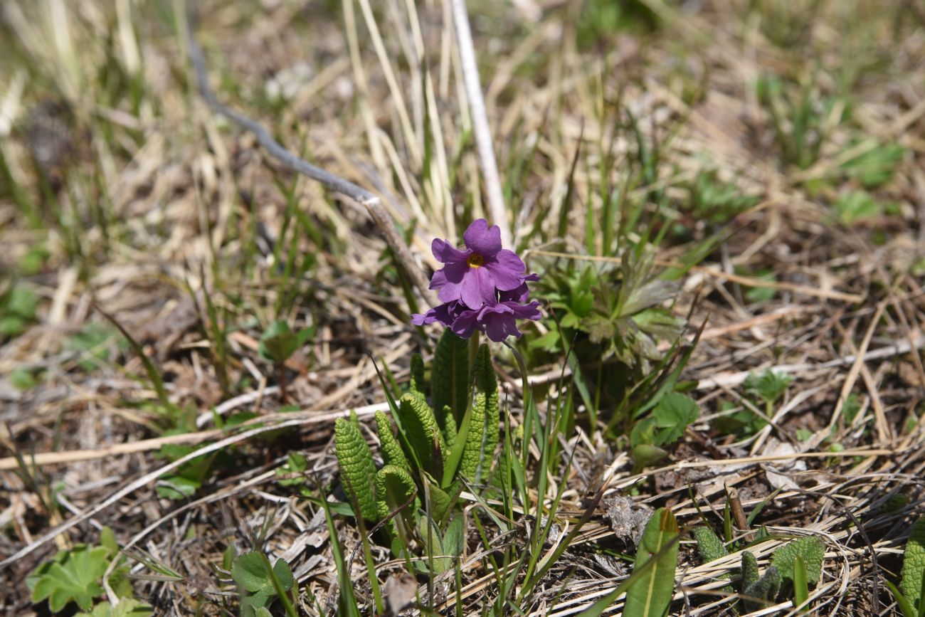 Изображение особи Primula amoena.
