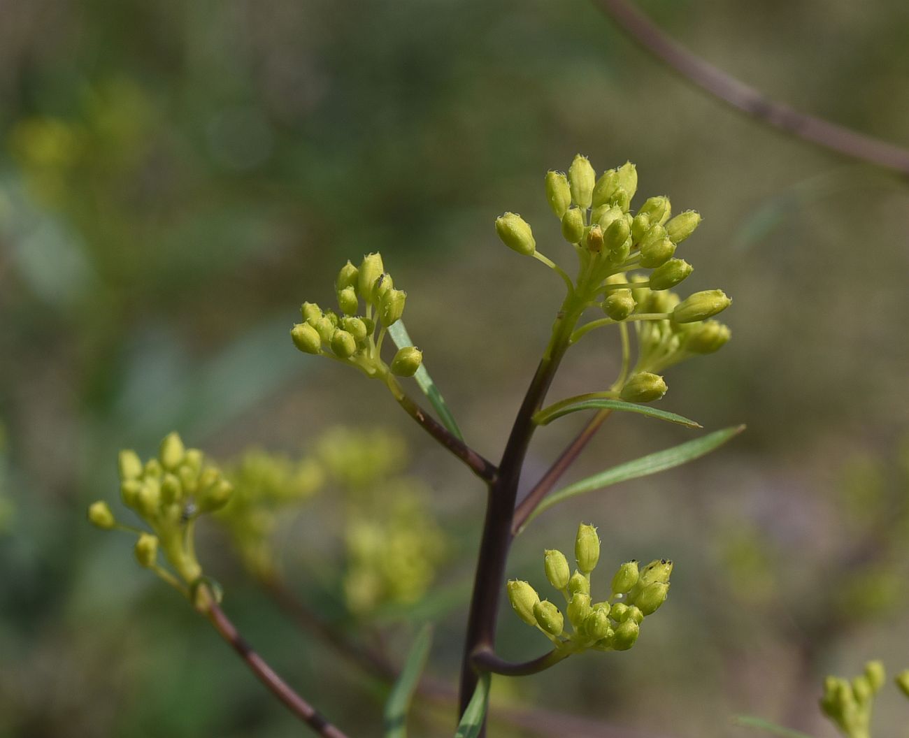 Изображение особи Erucastrum armoracioides.