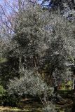 Olea europaea. Крона дерева. Краснодарский край, г. Сочи, парк \"Дендрарий\". 21 февраля 2026 г.