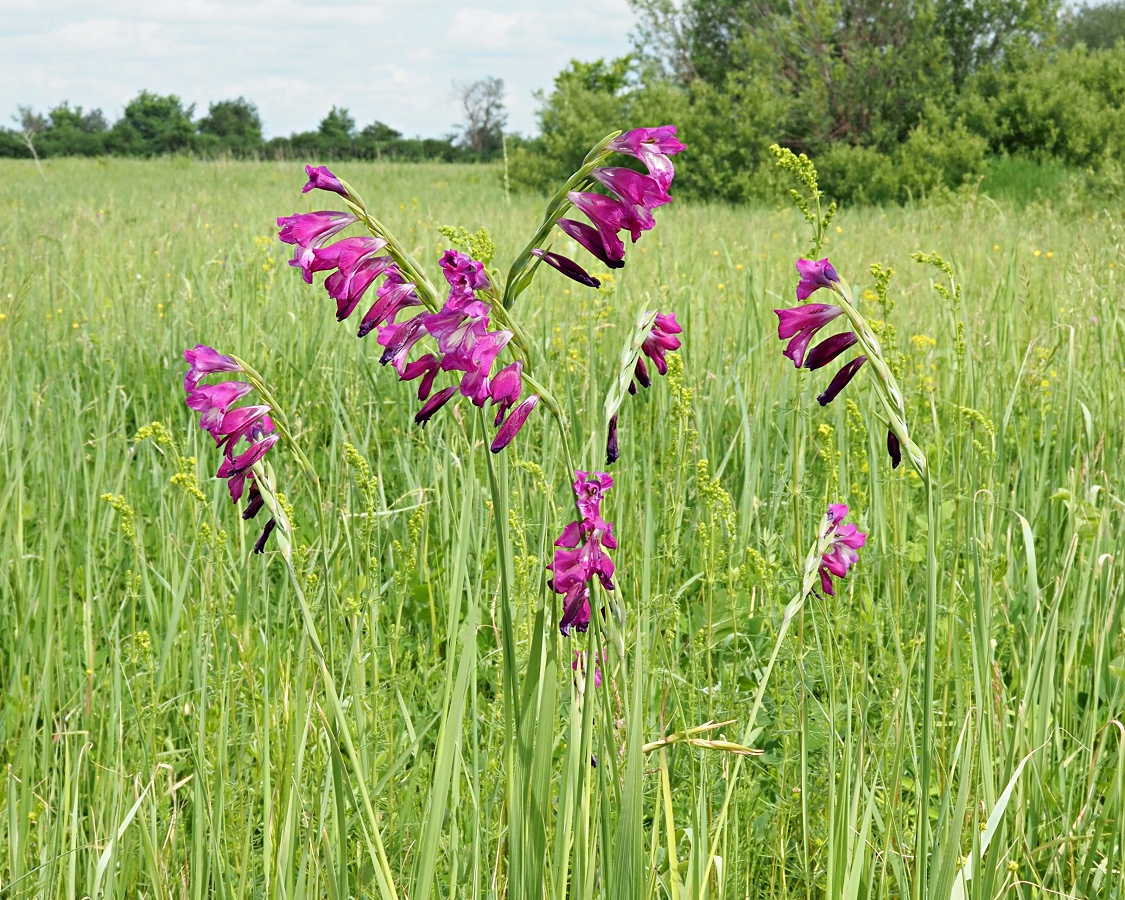 Image of Gladiolus imbricatus specimen.