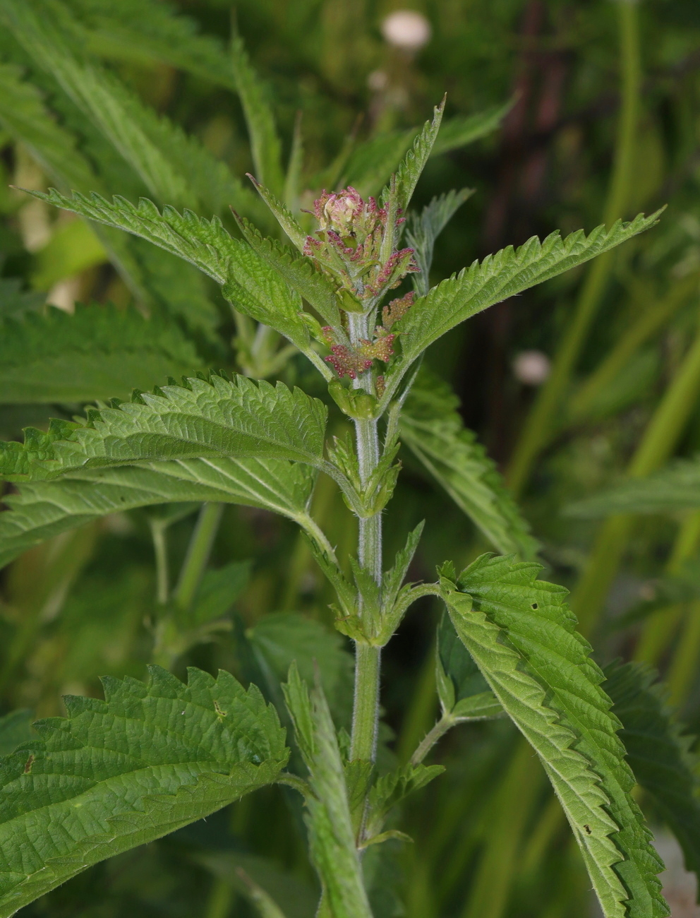 Изображение особи Urtica galeopsifolia.