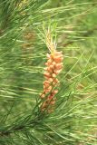 Pinus pinea. Верхняя часть ветви с микростробилами и развивающимся побегом. Краснодарский край, Черноморское побережье Кавказа, г. Новороссийск. 31 мая 2025 г.