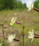 Silene tatarica