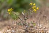 Senecio vernalis