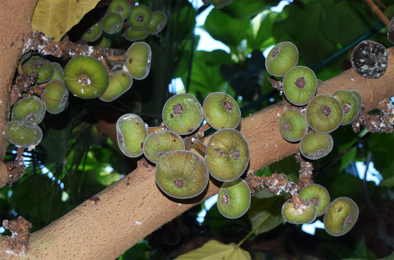 Изображение особи Ficus auriculata.