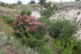 Cotinus coggygria. Плодоносящее растение (в сообществе с Cerasus mahaleb - низкие кусты слева и внизу). ЛНР, г. Луганск, балка Калмыцкий яр, глубокий овраг на склоне юго-вост. эксп., петрофитная степь. 24.06.2026.