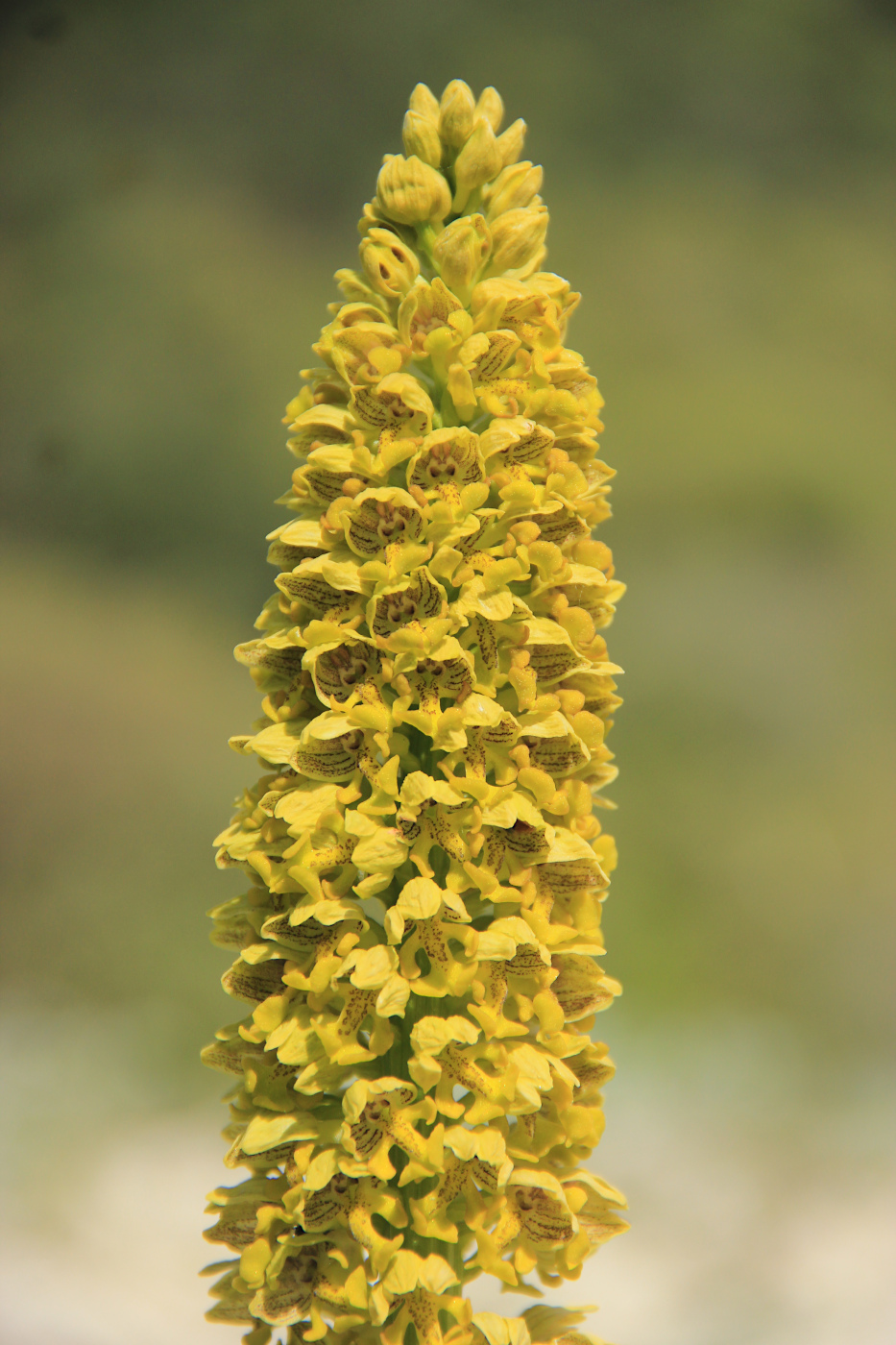 Image of Orchis punctulata specimen.