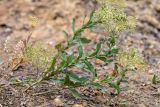 Cardaria draba. Плодоносящие растения. Ростовская обл., Неклиновский р-н, окр. хут. Мержаново, песчано-каменистый берег. 31.05.2026.
