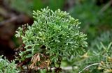 Artemisia subspecies glutinosa
