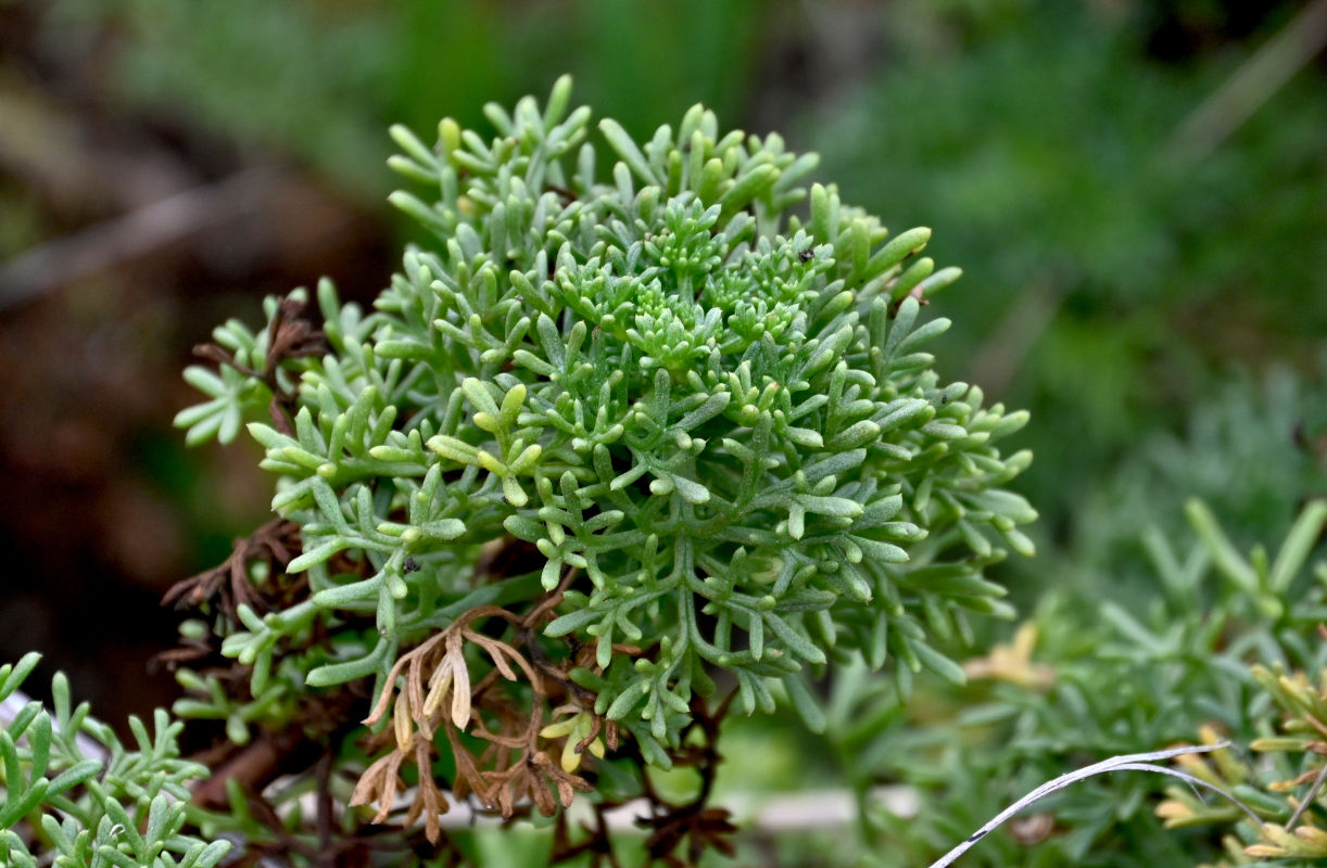 Image of Artemisia campestris ssp. glutinosa specimen.