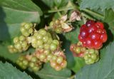 род Rubus
