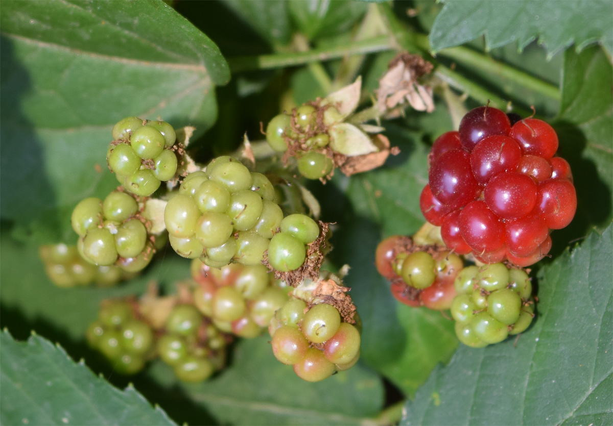 Изображение особи род Rubus.
