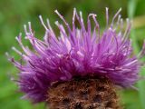 Centaurea debeauxii